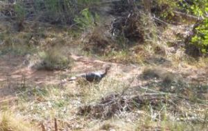 Wild turkey on the run