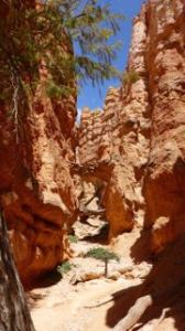 Looking up the hiking trail