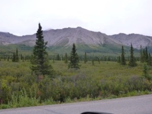 Denali Park near the end of the public access road.