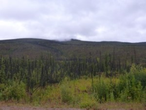 The "Chicken Burn" of 2004