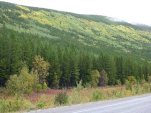 Yukon wilderness changes colour as summer heads south.