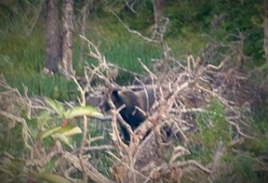 Grizzly turns to check on our presence.