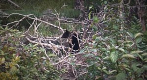 Grizzly suspects we are watching